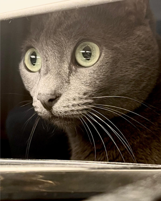 Gato olhos verdes